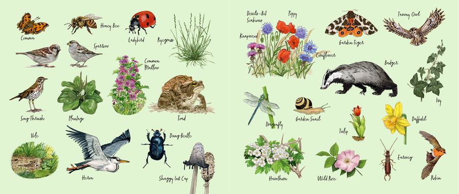 Endpapers: a chart of garden plants and animals with their names