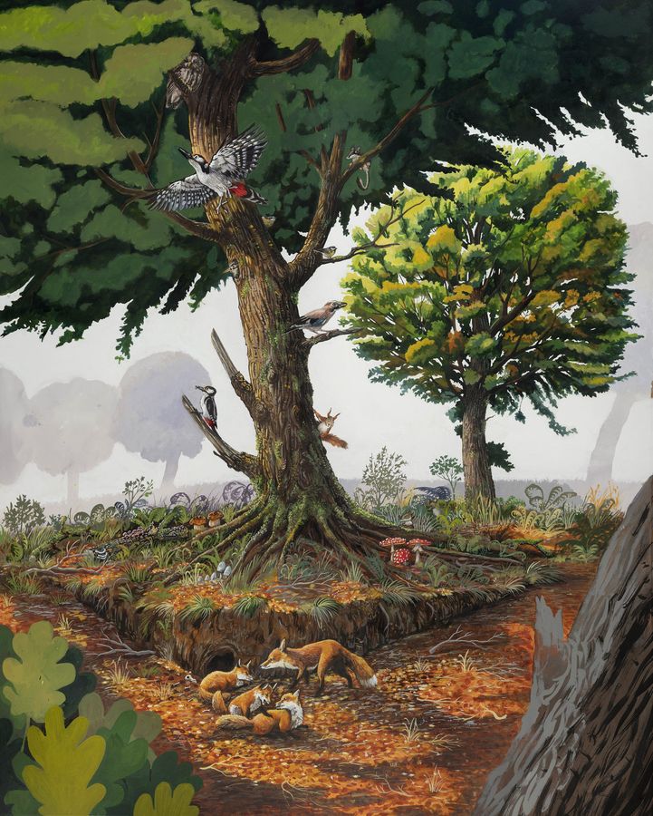 An old oak wood with woodpeckers, a fox den and mushrooms