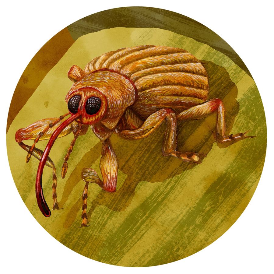 An acorn weevil with its long snout, in a roundel