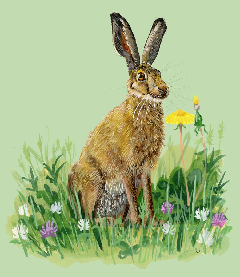 A brown hare sitting upright among clover and dandelions