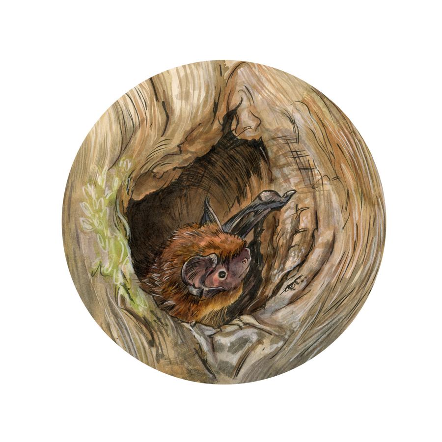 A bat tucked into a tree hollow, in a roundel
