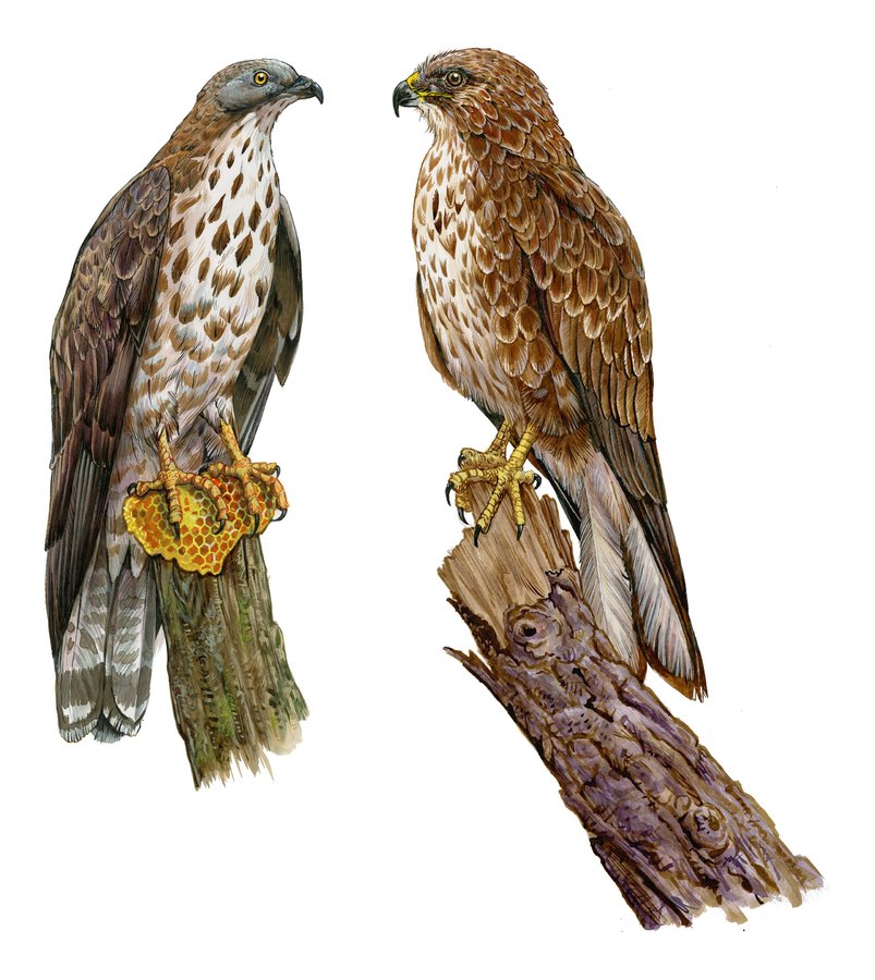 A honey buzzard on a honeycomb and a common buzzard on a stump, facing each other