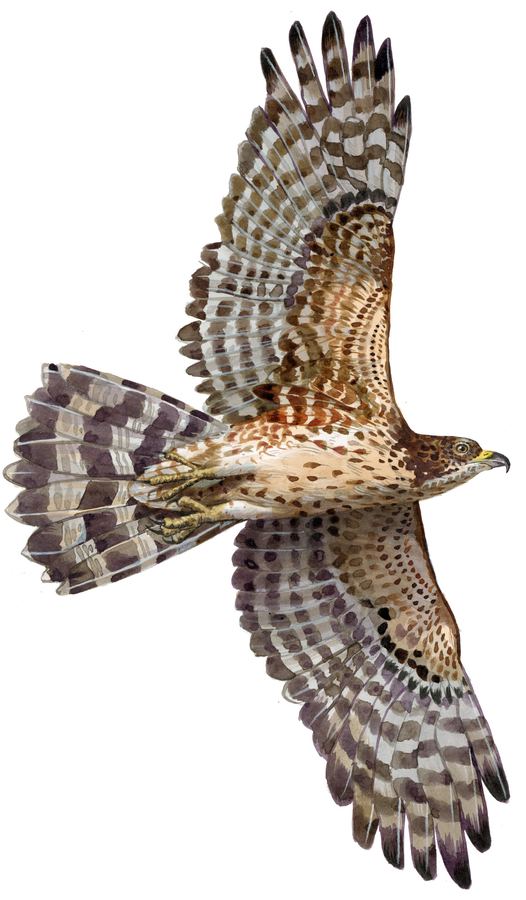 A honey buzzard in flight, seen from below
