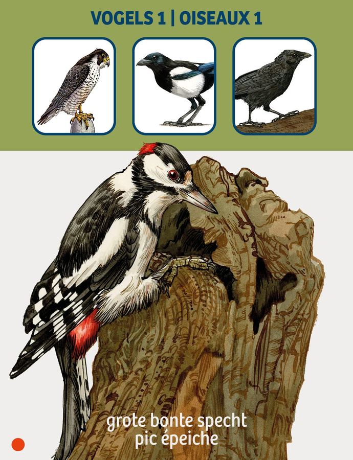 Card: the great spotted woodpecker