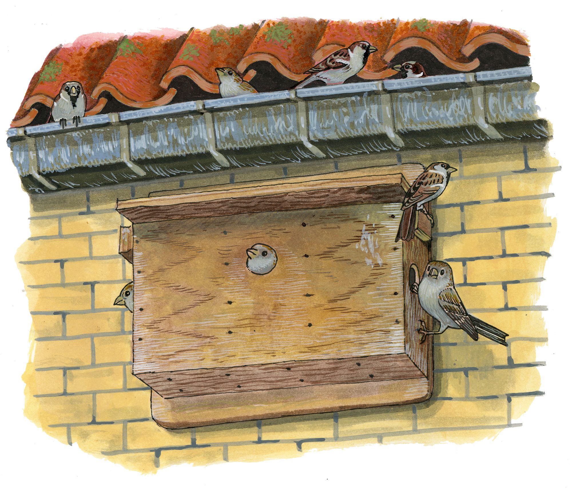 House sparrows at a nest box under the roof tiles