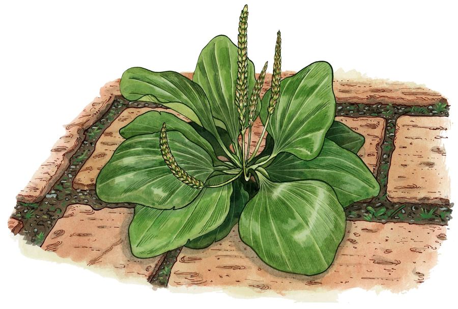 Broadleaf plantain growing between paving stones