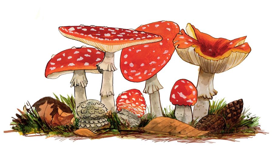 Fly agarics and other mushrooms among pine cones