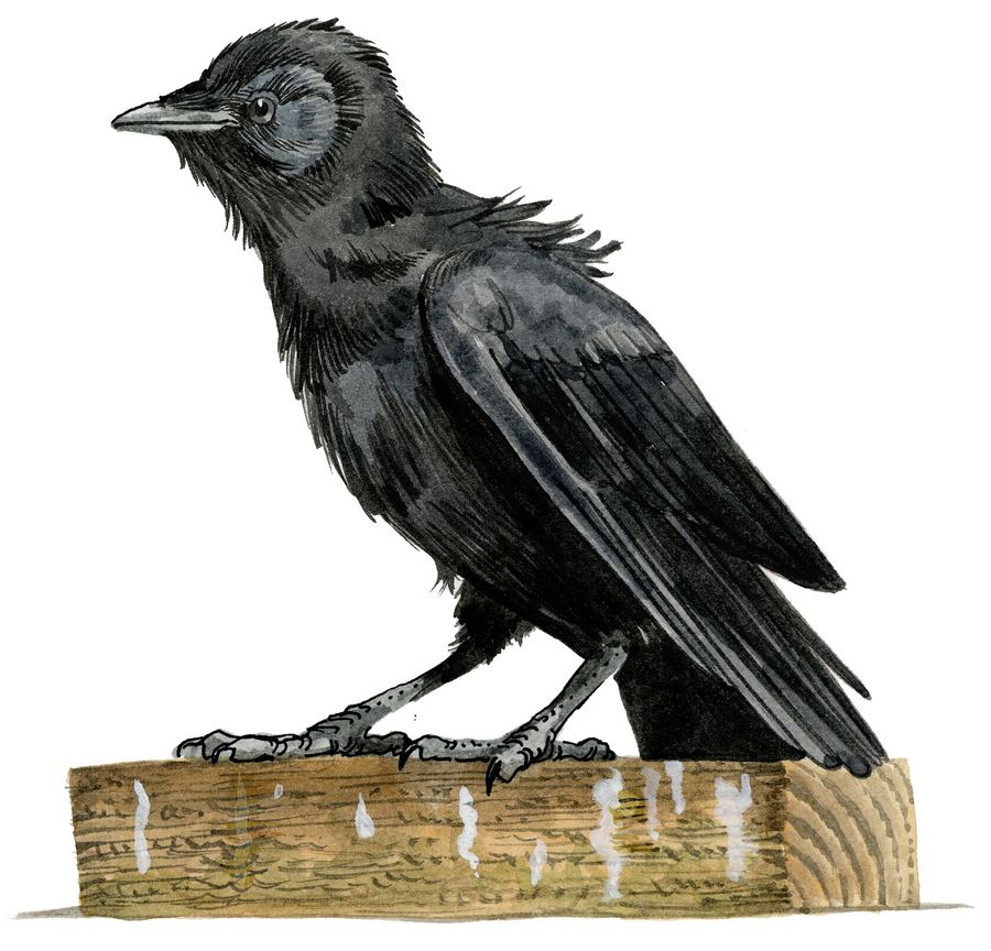 A carrion crow on a wooden beam