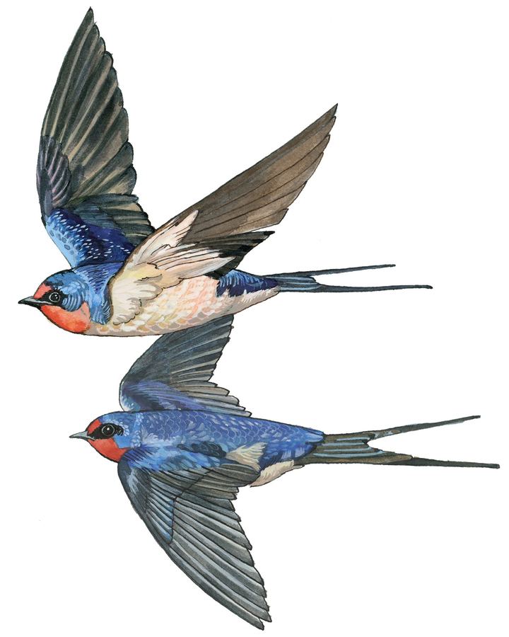 Two barn swallows in flight