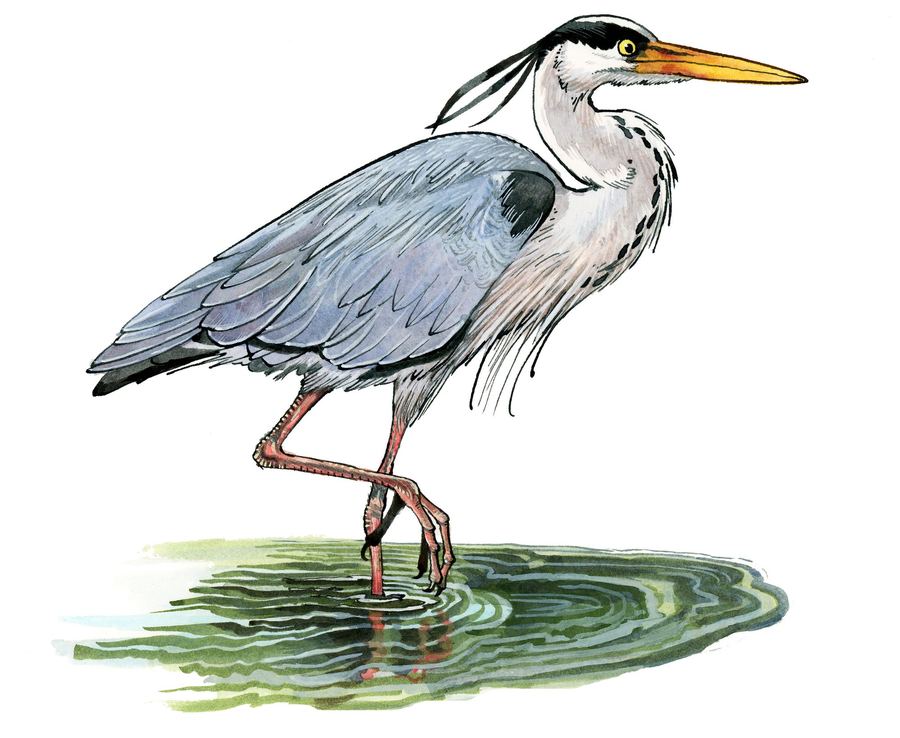 A grey heron wading in shallow water