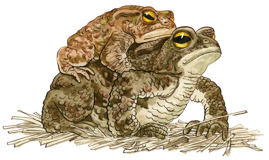 A pair of common toads