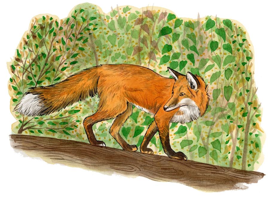 A red fox on a fallen trunk in the undergrowth